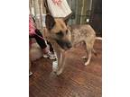Adopt Sheba a Brown/Chocolate - with Black Shepherd (Unknown Type) / Mixed dog