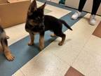 Adopt 55857105 a Black German Shepherd Dog / Mixed dog in Mesquite