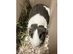 Adopt Vector a Blonde Guinea Pig / Mixed (short coat) small animal in DeKalb