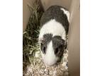 Adopt Vector a Brown or Chocolate Guinea Pig / Mixed small animal in DeKalb