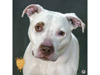 Adopt Lance a White American Pit Bull Terrier / Mixed Breed (Medium) / Mixed