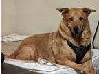 Adopt Winston a Tan/Yellow/Fawn Labrador Retriever / Golden Retriever / Mixed