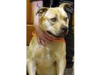 Adopt Tuffy a Tan/Yellow/Fawn Pit Bull Terrier / Mixed dog in Silver City