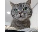 Adopt Zoya a British Shorthair cat in Annapolis, MD (41383359)