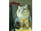 Adopt Feedy a British Shorthair cat in Annapolis, MD (41383358)