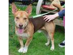 Adopt Chiquito a Brown/Chocolate - with Black Corgi / Mixed dog in Harrison