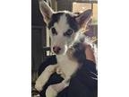 Adopt Lil' Skunk a Siberian Husky / Mixed dog in Matawan, NJ (40876717)