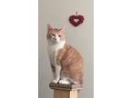 Adopt Lucky a Orange or Red Manx / Mixed (medium coat) cat in Newark