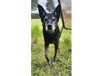 Adopt Tunnell a Black - with Gray or Silver Shepherd (Unknown Type) / Labrador