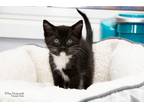 Adopt Socks a Domestic Shorthair / Mixed (short coat) cat in Shorewood