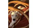 Adopt Conchetta a White Dogo Argentino / Mixed dog in Palmerton, PA (41381917)