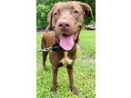 Adopt Abigail a Labrador Retriever / Mixed dog in St. Francisville