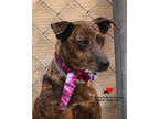 Adopt Ferry a Brindle Feist / Mixed Breed (Medium) / Mixed (short coat) dog in