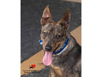 Adopt Jenkins a Brindle Feist / Mixed Breed (Medium) / Mixed (short coat) dog in