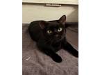 Adopt Raven a All Black Domestic Shorthair (short coat) cat in Northridge