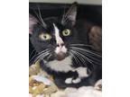 Adopt Homer a All Black Domestic Shorthair / Domestic Shorthair / Mixed cat in