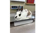 Adopt Consuela a White Rex / English Spot / Mixed rabbit in Corvallis