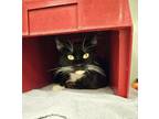 Adopt Florina a All Black Domestic Shorthair / Domestic Shorthair / Mixed cat in
