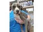 Adopt F24 LG 493 Melody a Gray/Blue/Silver/Salt & Pepper Terrier (Unknown Type