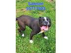 Adopt Samson a Black American Pit Bull Terrier / Mixed Breed (Medium) / Mixed
