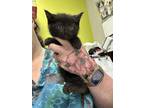 Adopt Catalina a All Black Domestic Mediumhair / Domestic Shorthair / Mixed cat