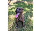 Adopt Regina a Brindle Pit Bull Terrier / Mixed dog in Hopewell, VA (41383132)