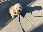Adopt Wammy a Tan/Yellow/Fawn - with Black Bernedoodle / Mixed dog in Chicago