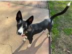Adopt Mia a Black - with White Basenji / Border Collie / Mixed dog in Katy