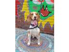 Adopt Rusty a Tricolor (Tan/Brown & Black & White) Beagle / Mixed dog in