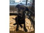 Adopt CHARGERS a Black - with White Pit Bull Terrier / Border Collie / Mixed dog