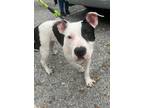 Adopt SweetHEART a White - with Black Pit Bull Terrier / Staffordshire Bull