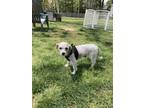 Adopt Fifi a White Poodle (Miniature) / Mixed dog in N. Babylon, NY (41357870)