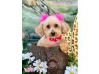 Adopt Trixie a White - with Tan, Yellow or Fawn Poodle (Miniature) / Mixed dog