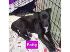Adopt P Pup Patty a Black Labrador Retriever / Mixed dog in Chantilly