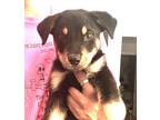 Adopt TEDDY a Black - with Tan, Yellow or Fawn Shepherd (Unknown Type) / Mixed