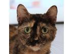 Adopt Penelope Petunia Peachtree a Orange or Red Domestic Shorthair / Domestic