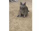 Adopt Mittens a Gray or Blue American Shorthair / Mixed (short coat) cat in