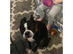 Adopt Luigi a Black - with White Boston Terrier / Mixed dog in Naperville