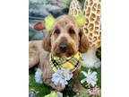 Adopt Claire a Red/Golden/Orange/Chestnut Goldendoodle / Mixed dog in