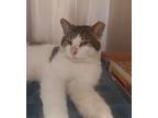 Adopt Richard a Tan or Fawn Domestic Shorthair / Domestic Shorthair / Mixed cat