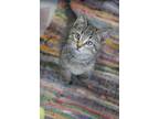 Adopt Astro a Gray or Blue Domestic Shorthair / Mixed Breed (Medium) / Mixed