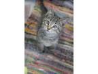 Adopt Astro a Gray or Blue Domestic Shorthair / Domestic Shorthair / Mixed cat