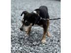 Adopt Orenthal a Black Rat Terrier / Mixed Breed (Medium) / Mixed (short coat)