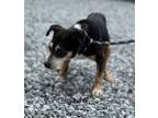 Adopt Orenthal a Black Rat Terrier / Mixed dog in Staley, NC (41382940)