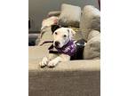 Adopt Rain a White Mixed Breed (Large) / Mixed dog in Dallas, TX (40903829)