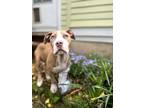 Adopt Stevie a White - with Red, Golden, Orange or Chestnut American Pit Bull