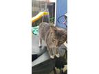 Adopt Meow meow a Tiger Striped Manx / Mixed (medium coat) cat in Moreno Valley