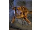 Adopt Bear a Brown/Chocolate Golden Retriever / German Shepherd Dog / Mixed dog