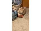 Adopt Pumpkin Chai a Orange or Red (Mostly) Calico / Mixed (medium coat) cat in