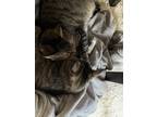 Adopt Ava & Hazel a Tiger Striped Domestic Shorthair / Mixed (short coat) cat in